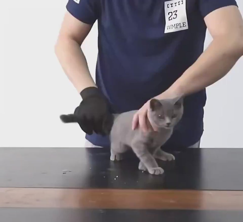 FastyTrusty_Cat Grooming Glove For Dogs_video